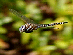 Darner
